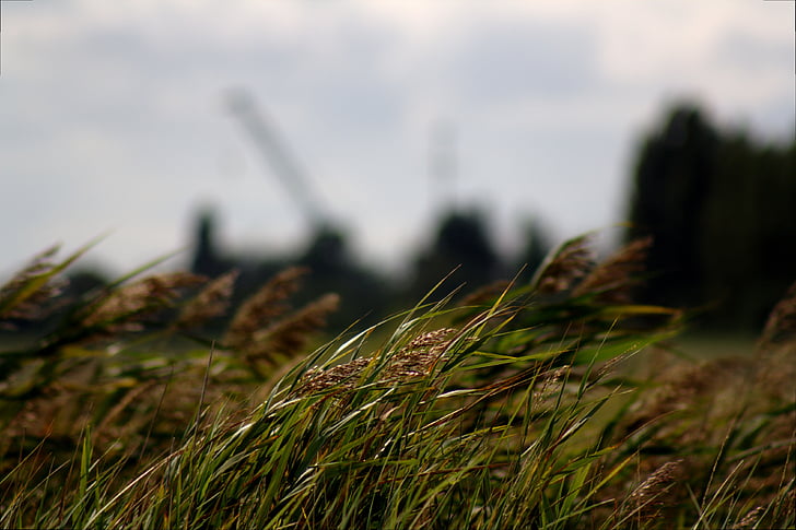 grass, spike, wind, windy, halme, nature, industry