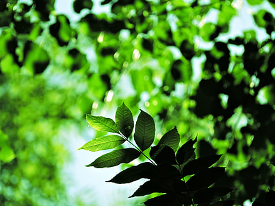 Baum, Grün, Wald, Natur, Makro, Blatt, grüne Farbe