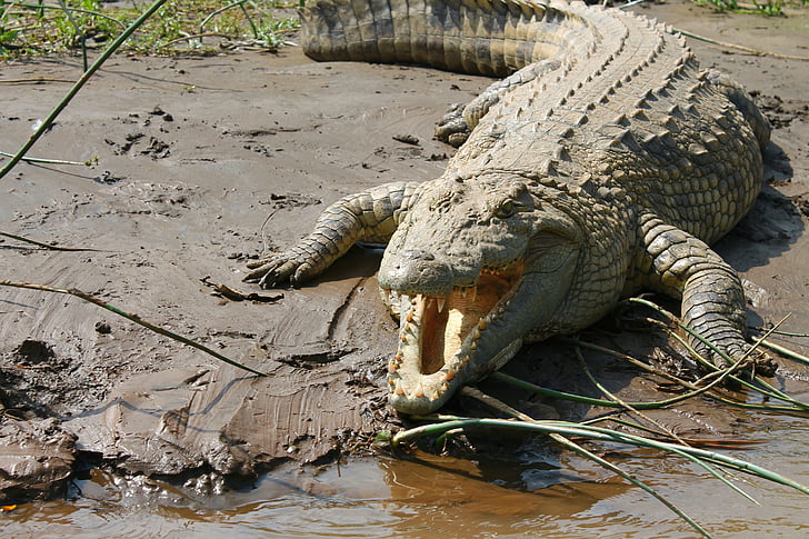 krokodille, Nilen, Etiopien, sø chamo