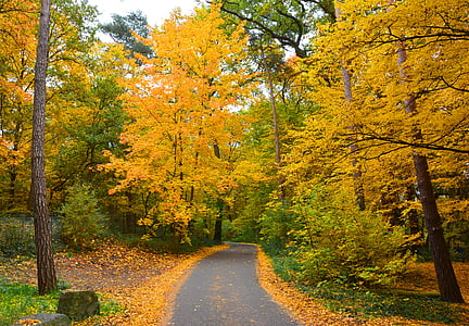 rudenį, rudens spalvos, rudens miško, miško, kelio, Auksinis ruduo, rudenį lapai