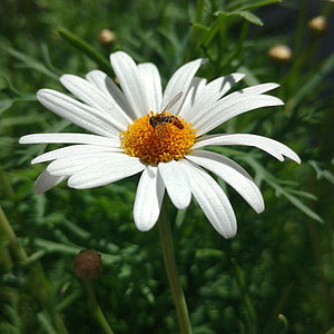 Daisy, fleur, nectar, printemps, abeille, nature