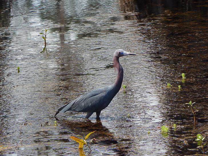 Heron, Egreta, pasăre, animale, natura, apa, Louisiana