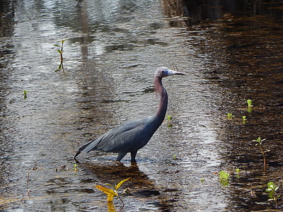 Heron, zilverreiger, vogel, dier, natuur, water, Louisiana