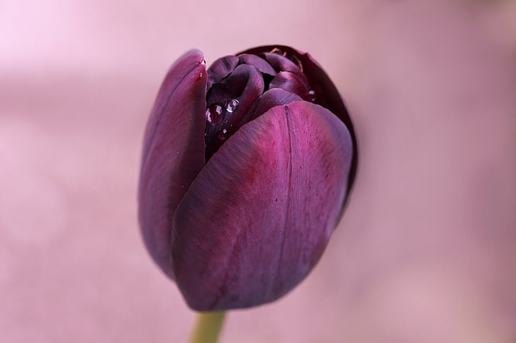 Tulip, púrpura, flor, floración, gota de agua, cerrar, naturaleza