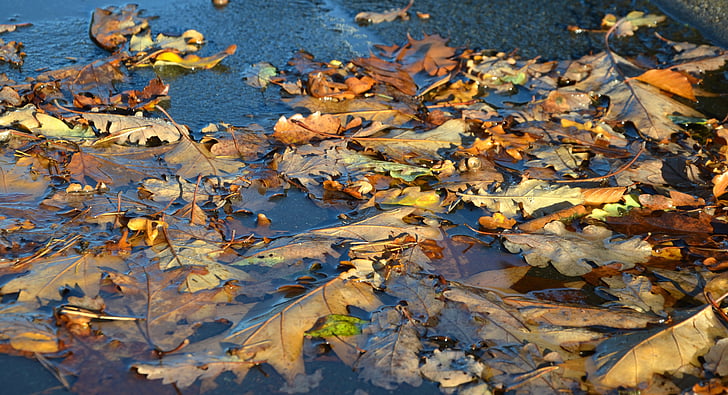 autumn, leaves, puddle, golden autumn, fall foliage, fall color, leaves in the autumn