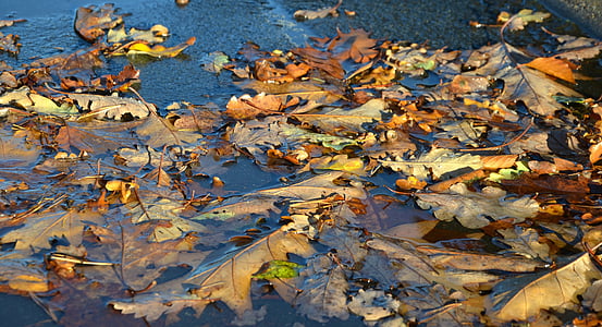 musim gugur, daun, genangan, ben10 emas, dedaunan jatuh, warna musim gugur, daun di musim gugur