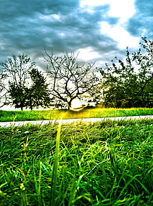 sunset, orchard, landscape, fruit tree, hdr, meadow