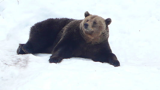 oso de, frío, nieve, invierno, oso pardo