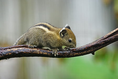 나무 다람쥐, 중국, 설치류, 다람쥐, 생물, 야생 동물 사진, tamiops swinhoei