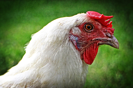 pollastre, responsable, projecte de llei, pinta, aviram, gallina, animal