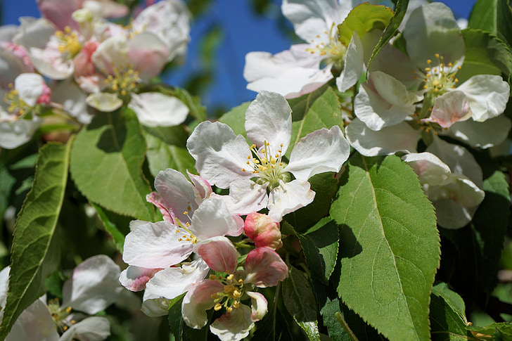 kirsebærtre blomstrer, Kirsebærblomster, natur, våren, kirsebær, blomst, hvit