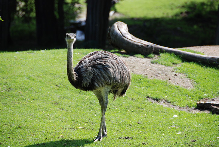 emu, zoo, flightless bird