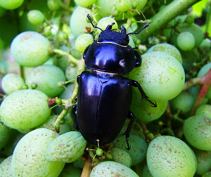 Stag beetle, naisellinen, hyönteinen