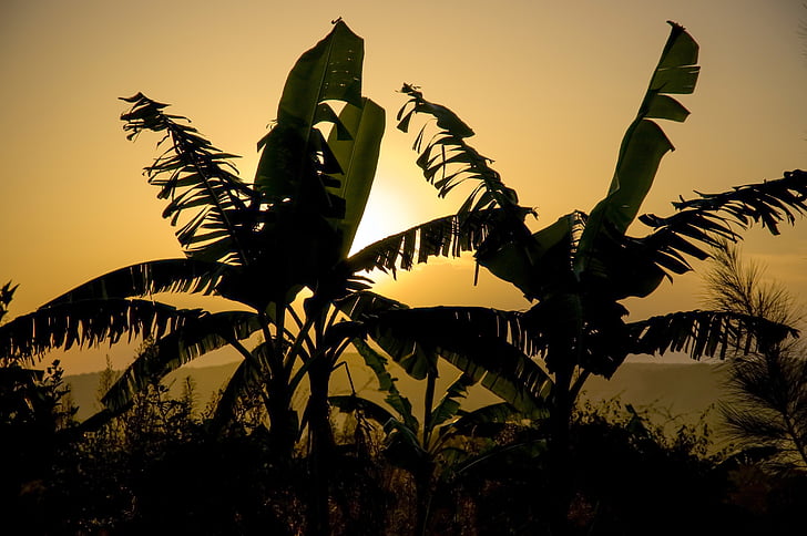 silhouette, africa, banana plantation, sunset, yellow, tropical, no people