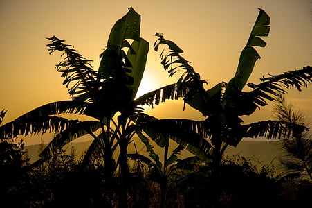 silhouet, Afrika, bananenplantage, zonsondergang, geel, tropische, geen mensen