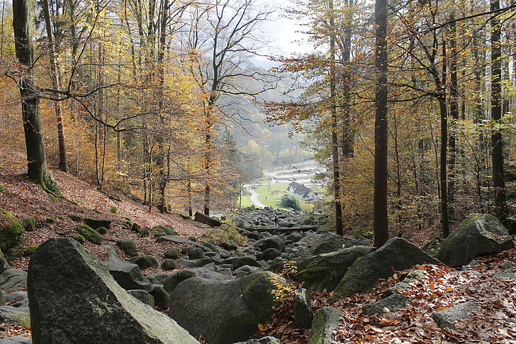 šuma, kamenje, jesen, stijena, mistično, priroda, drvo