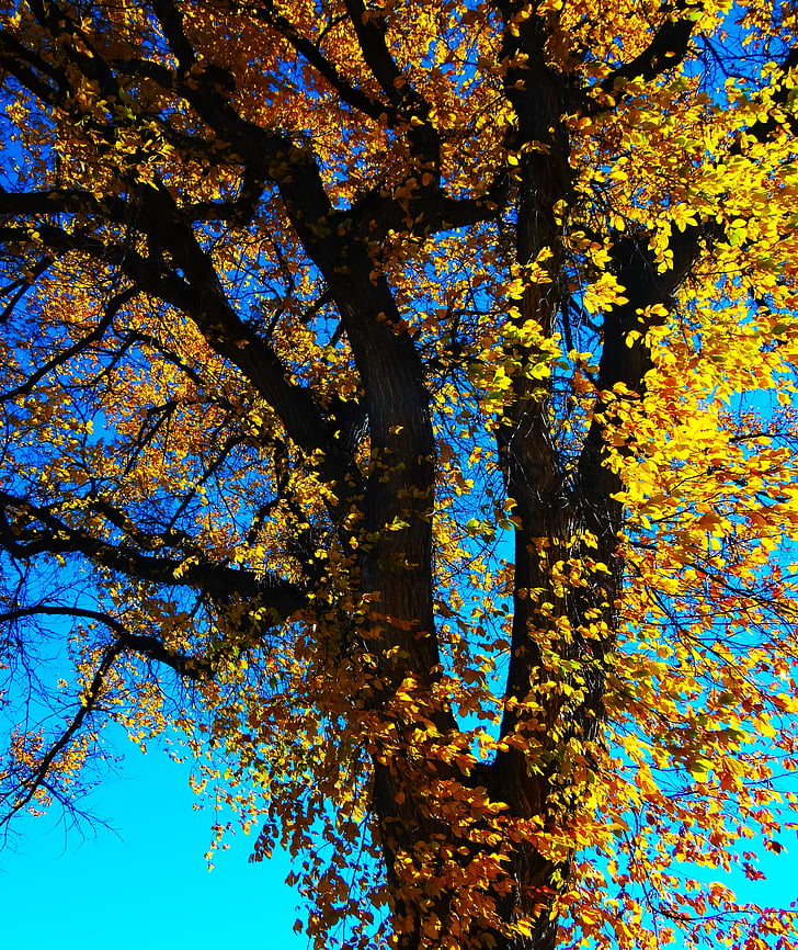 padec drevesa, listi, narave, jeseni, Jesenski listi, rumena