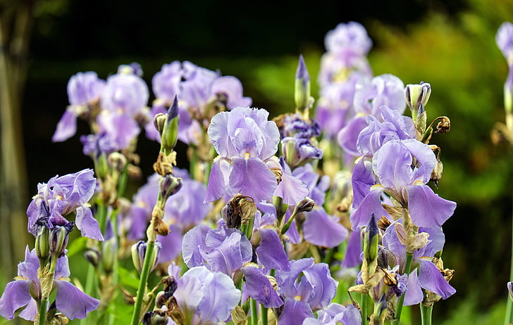Iris, flores, flor, floración, violeta, brillante, naturaleza