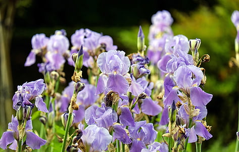 Iris, kwiaty, kwiat, Bloom, Violet, jasne, Natura