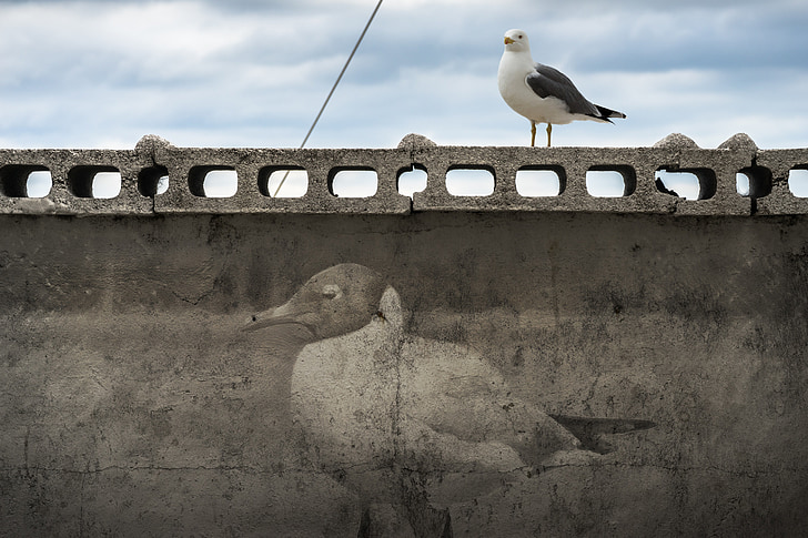 seagull, birds, new, mural, figure, wall, damme