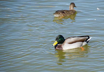 duck, peak, nature, lake, water, bird, outdoor