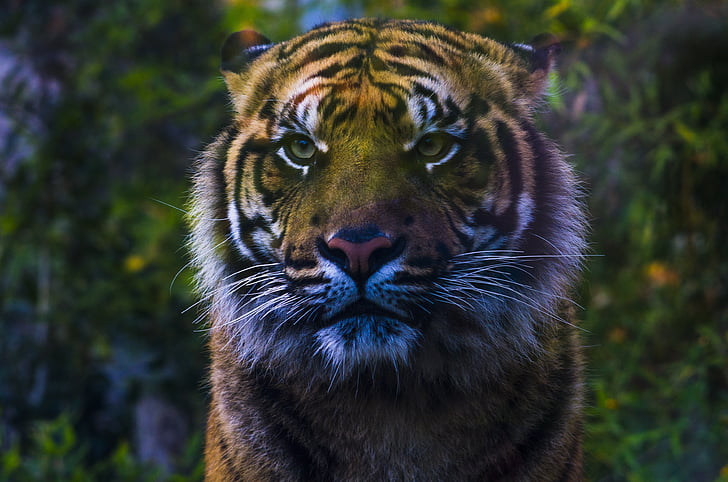 tigre, Zoo di, Bioparco, felino, sguardo, cattura, natura