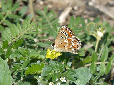 Motyl, Dziki kwiat, Líbar, Modraszek orion, blaveta crespinell, Sedum