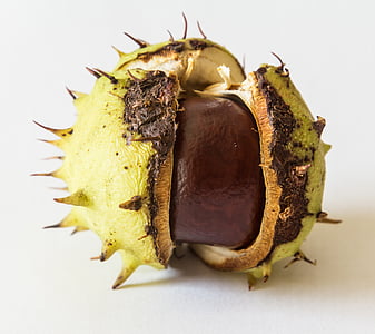 chestnut, fruit, shell, fruits, brown, prickly, autumn