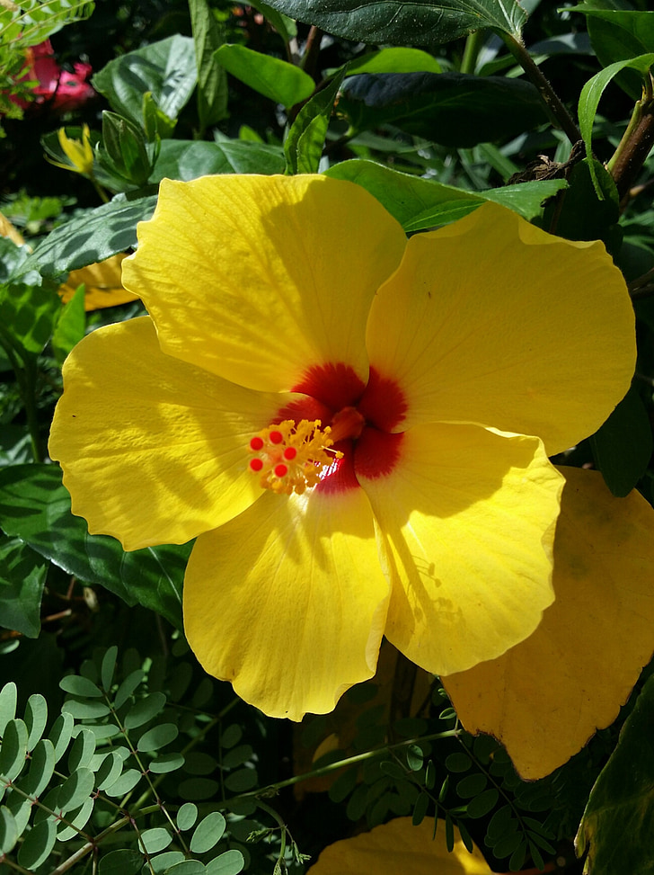 hibiscus, yellow, red, tropical, plant, blossom, summer