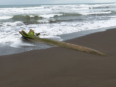 Drift drvo, plaža, pijesak, more, vode, val, pješčana plaža
