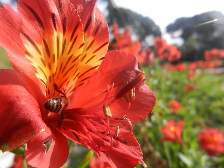 gėlė, bičių, gėlės, vabzdžių, nektaras