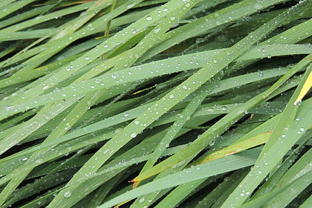 grass, waterdrops, nature, plant, leaf, green, drops