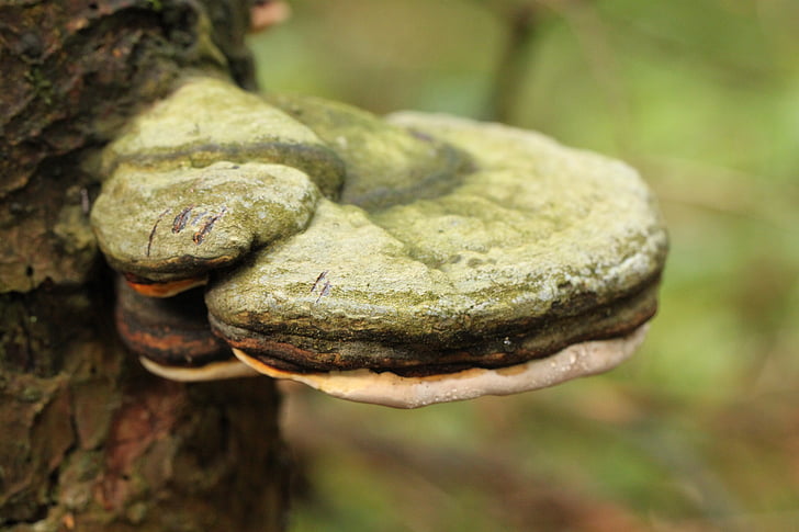 stromu houba, houby, Les, stromu houby, podzim, Příroda, protokol
