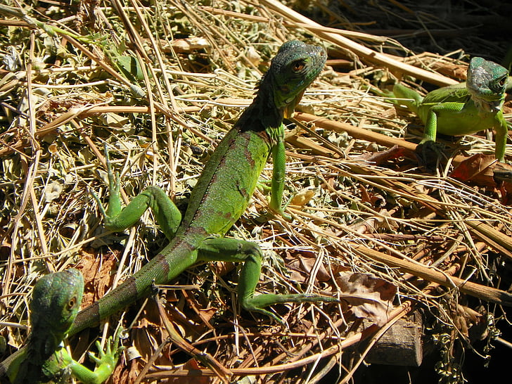 Iguana, naturaleza, reptil, verde, animal