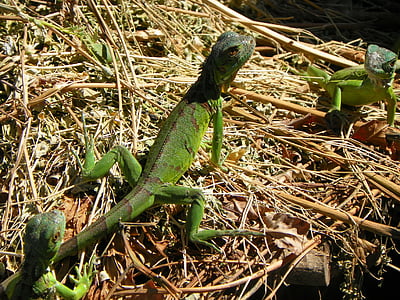 Iguana verda, natura, rèptil, verd, animal