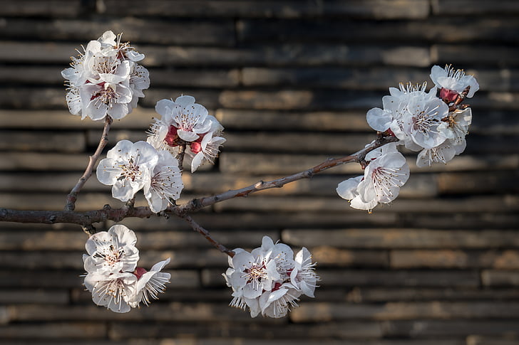flor del cirerer, Sakura, flors, fusta, natura, primavera, blanc