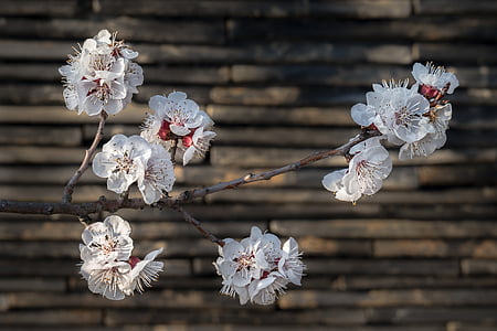 cherry blossom, sakura, flowers, wood, nature, spring, white