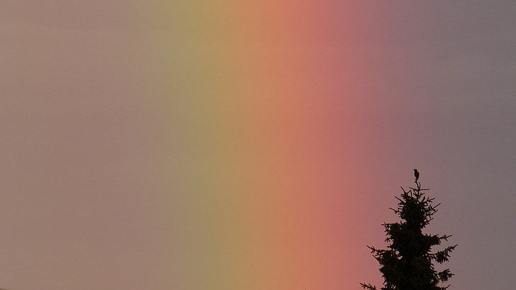 rainbow, spectrum, tree, bird, nature