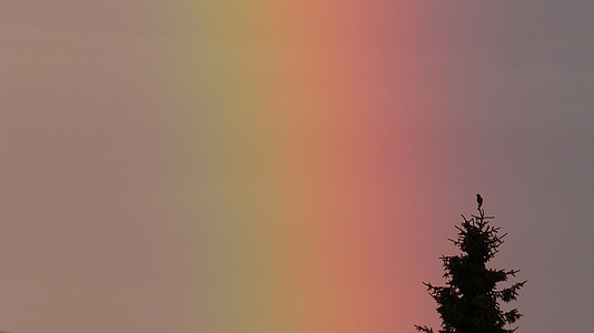 虹, スペクトル, ツリー, 鳥, 自然