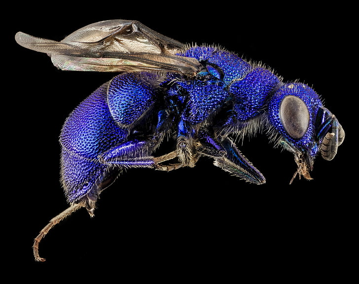 guêpe coucou, bleu, chrysidid, macro, insecte, Portrait, ailes