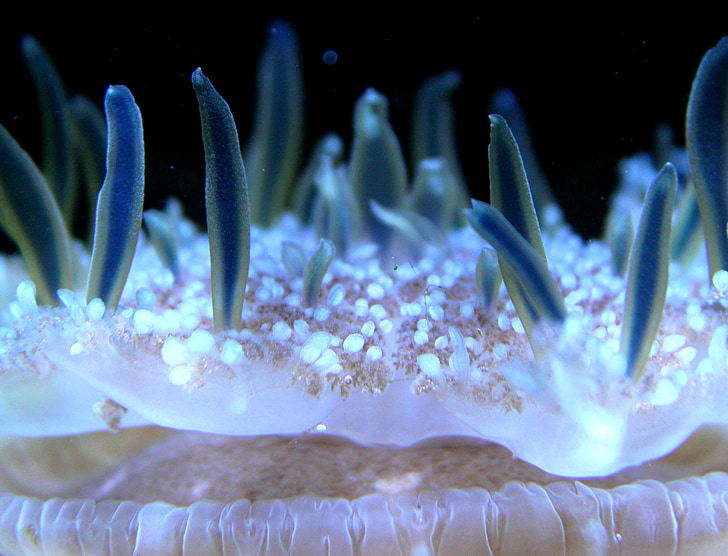 Anemone, създание, морски anemone, Блум, Красив, природата, море