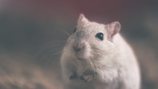 gray, rodent, animal, animals, eye, pet, mouses