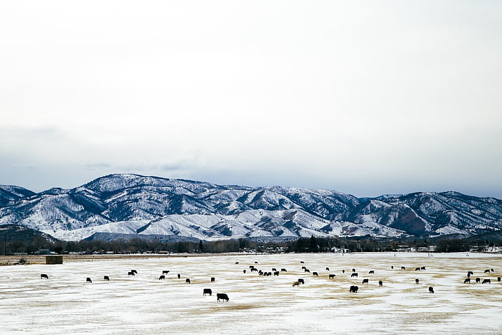 снежните планини, едър рогат добитък, ферма, сняг, животните, земеделие, пейзаж