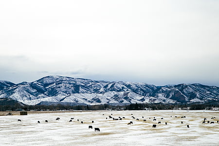 χιονισμένα βουνά, βοοειδή, αγρόκτημα, χιόνι, ζώο, Γεωργία, τοπίο