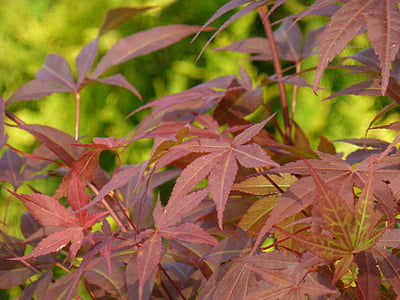 Acer, sangokaku, neúplné, červená, Bush