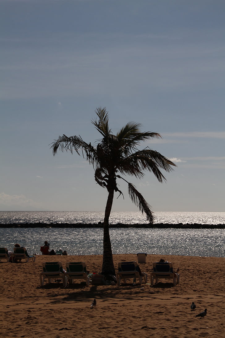 Palm, praia, árvore, palmeira, areia, Tenerife, Ilhas Canárias