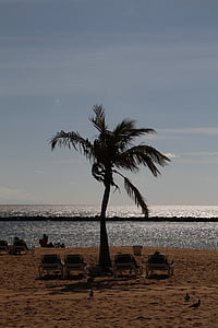 palm, beach, tree, palm tree, sand, tenerife, canary islands