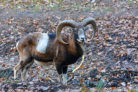 mouflon, wildlife park, nature, animal, forest, zoo, nature park