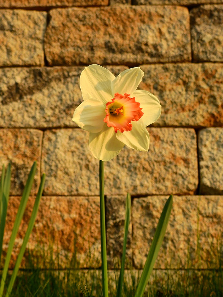 daffodils, osterglocken, easter, flower, blossom, bloom, spring