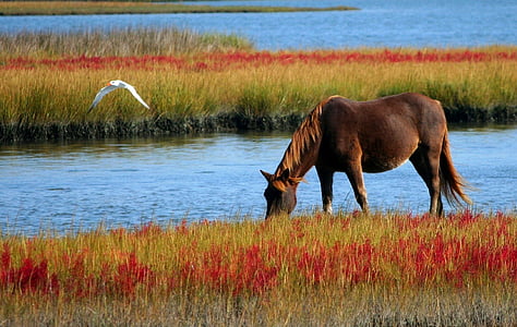 horse, wild horse, marsh pony, swamp, grazing, gull, seagull